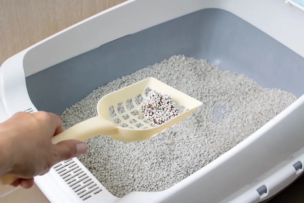How to clean a litter box
