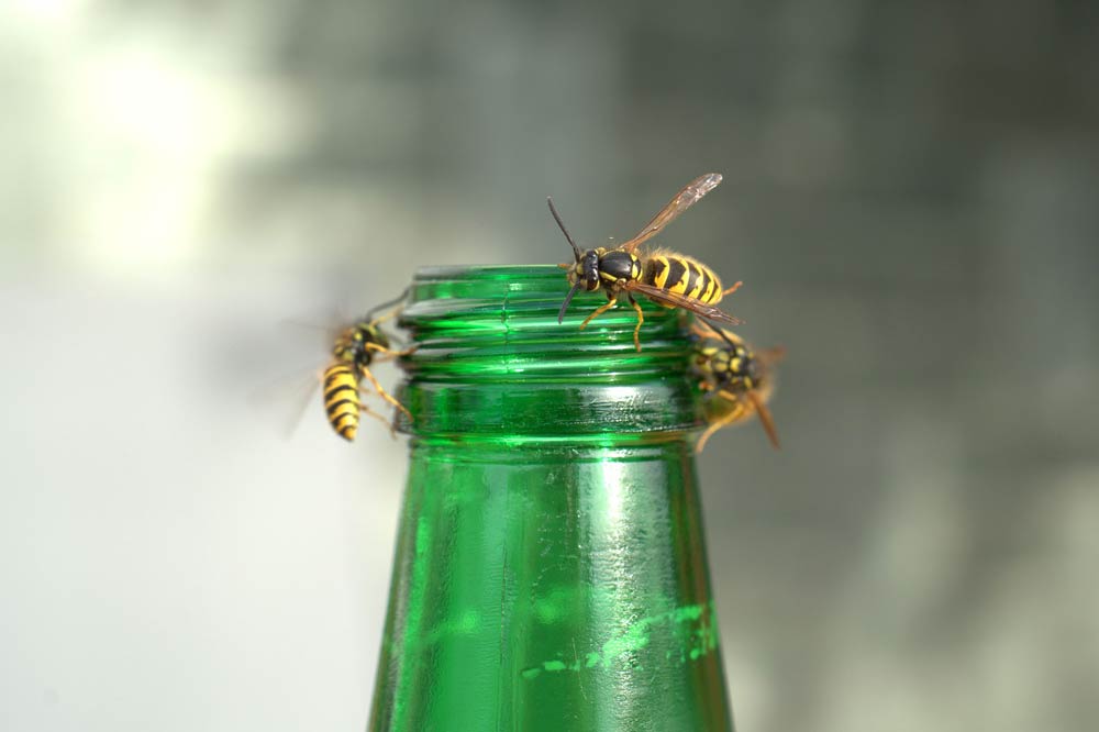 These plants repel wasps