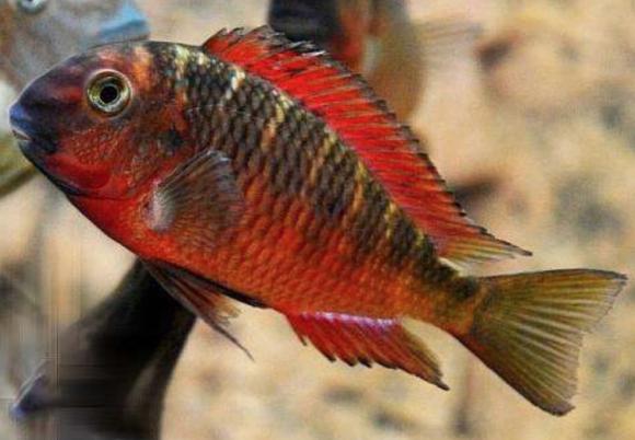 Tropheus Red Chipimbi