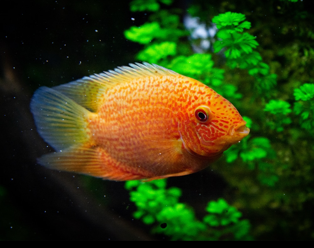 red spotted severum