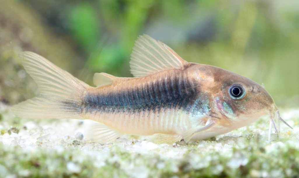 Bronze cory catfish