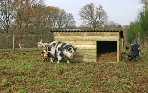 Pigs explore their new accommodation