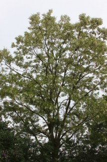 Acacia tree