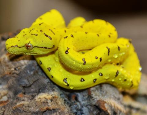 Jayapura Red Green Tree Python For Sale Cb07 Reptile Forums