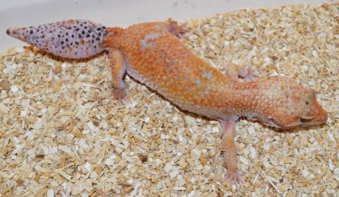 Adult eclipse enigma leopard geckos w/ regrown tails for sale