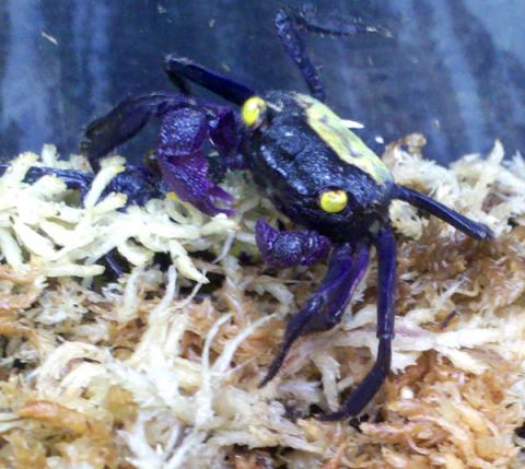 Halloween Vampire Crab Geosesarma Bicolor Live Signal Crawfish 10-12 pcslb 2395.