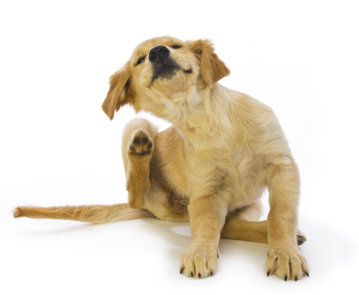 Our Pets And Allergies Knowing The Difference Between Environmental And Food Allergies Lollypop Farm