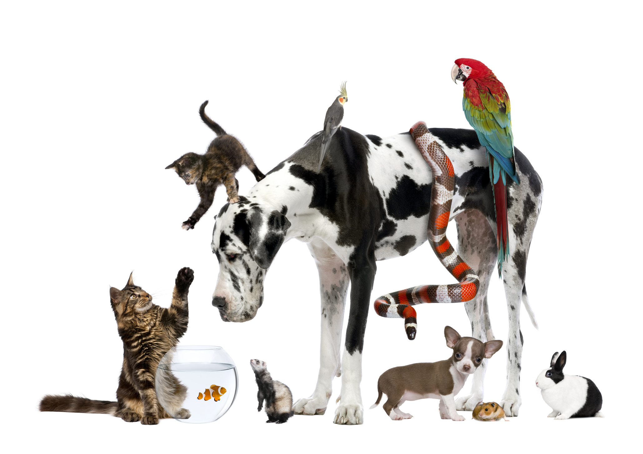 Pets, pets everywhere: the world’s most popular pets