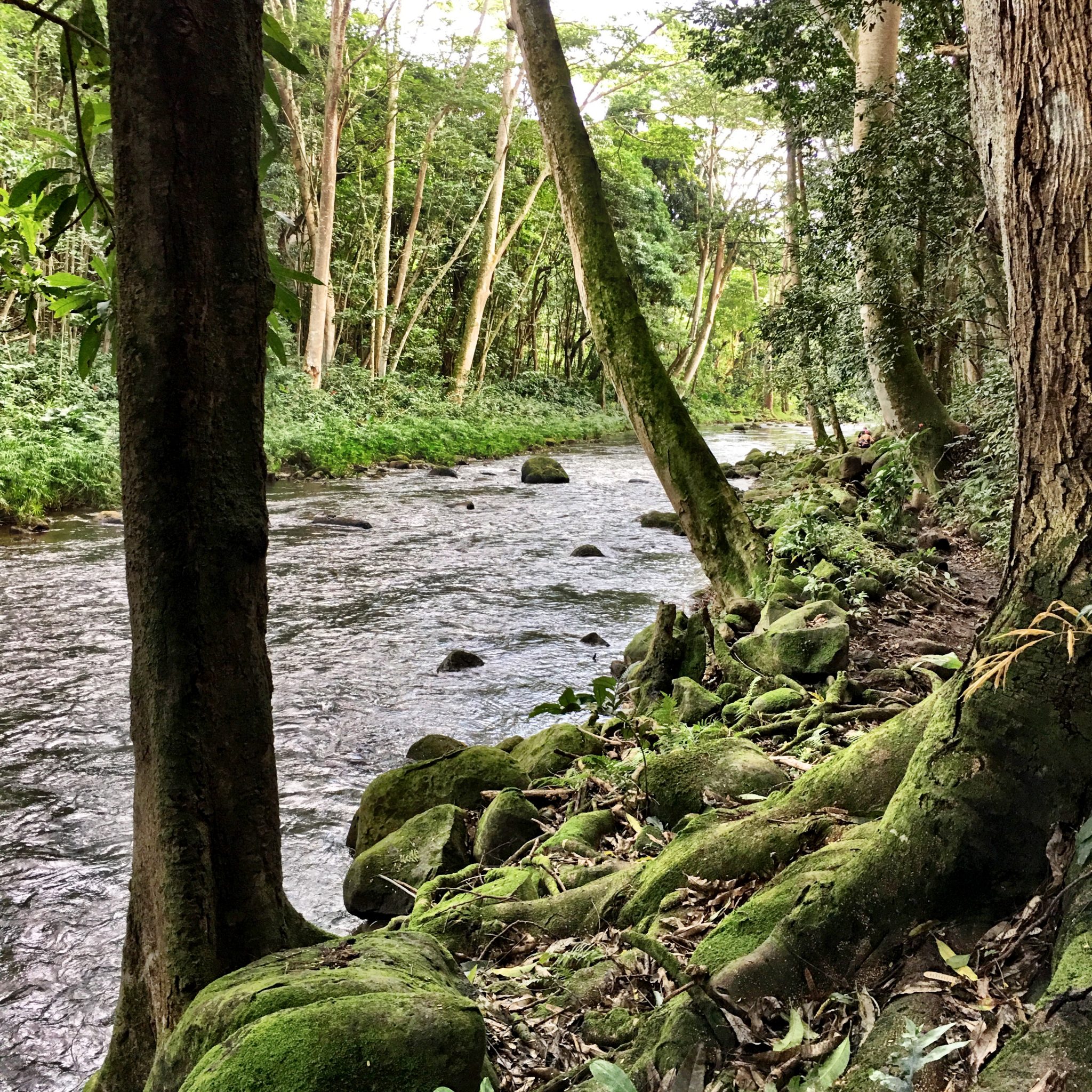 Wailua River