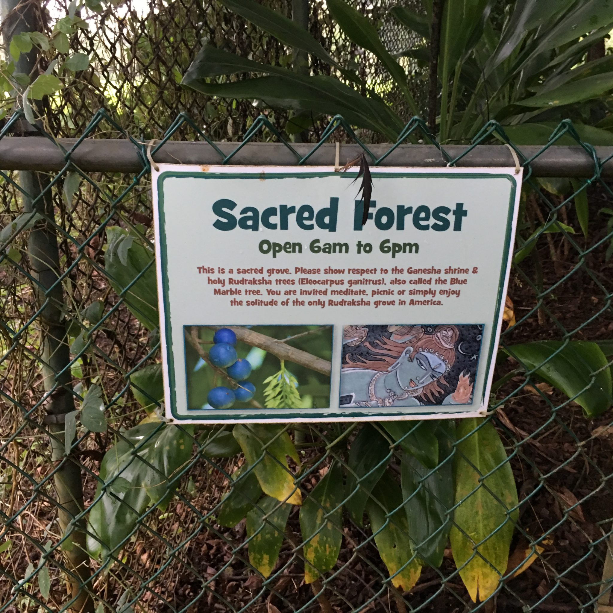 rudraksha grove kauai