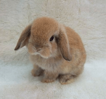 Pet bunnies are full of personality. Nice people... Sorta | Shapeshifter FINISHED