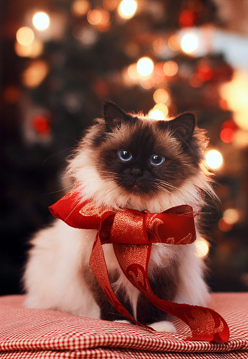 Ribbon wrapped cat pictures, photos, and images for facebook, tumblr
