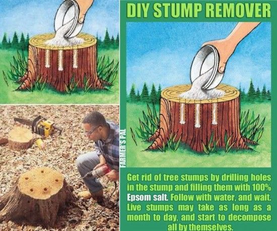 19 Ways To Remove A Tree Stump Backyardables