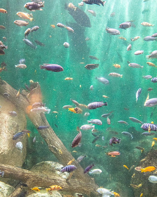 Cichlid Geia Aquarium African cichlids originate from three lakes in Africa Lake Malawi Lake Tanganyika and Lake Victoria.