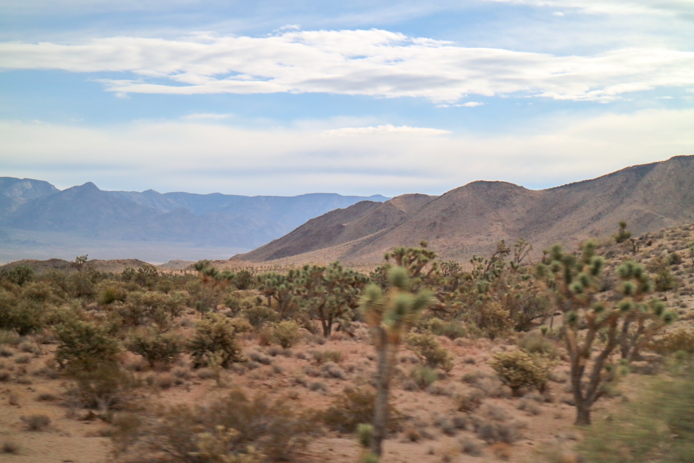 Joshua trees in the Joshua tree forest with mountains in the background 