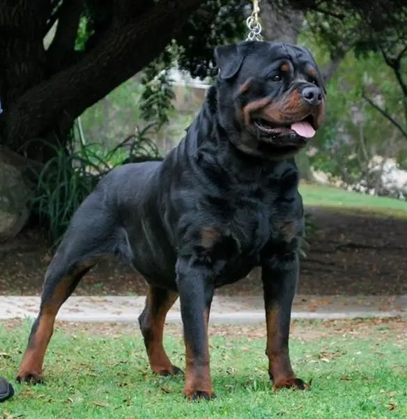 Dog breeders rottweiler and cane corso in nigeria