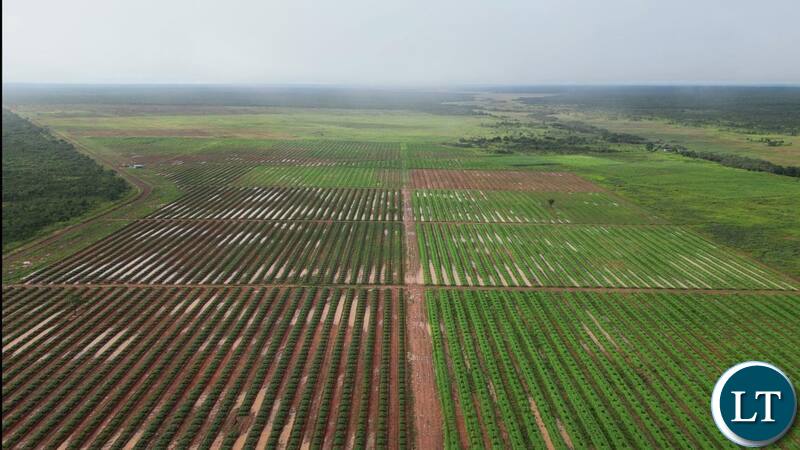 Zambia : Luapula Provincial Administration Happy with Avocado Project - Vimarsana News