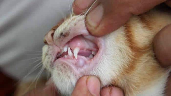 Kalau sering update, tapi bahasa inggrisnya gak terlalu pinter, 'kan malu dong. 5 Gejala Dan Ciri Ciri Kucing Sariawan Lyceum Id