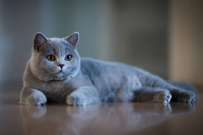 √ Inilah 12 Ciri Ciri Kucing British Shorthair yang Asli - lyceum.id