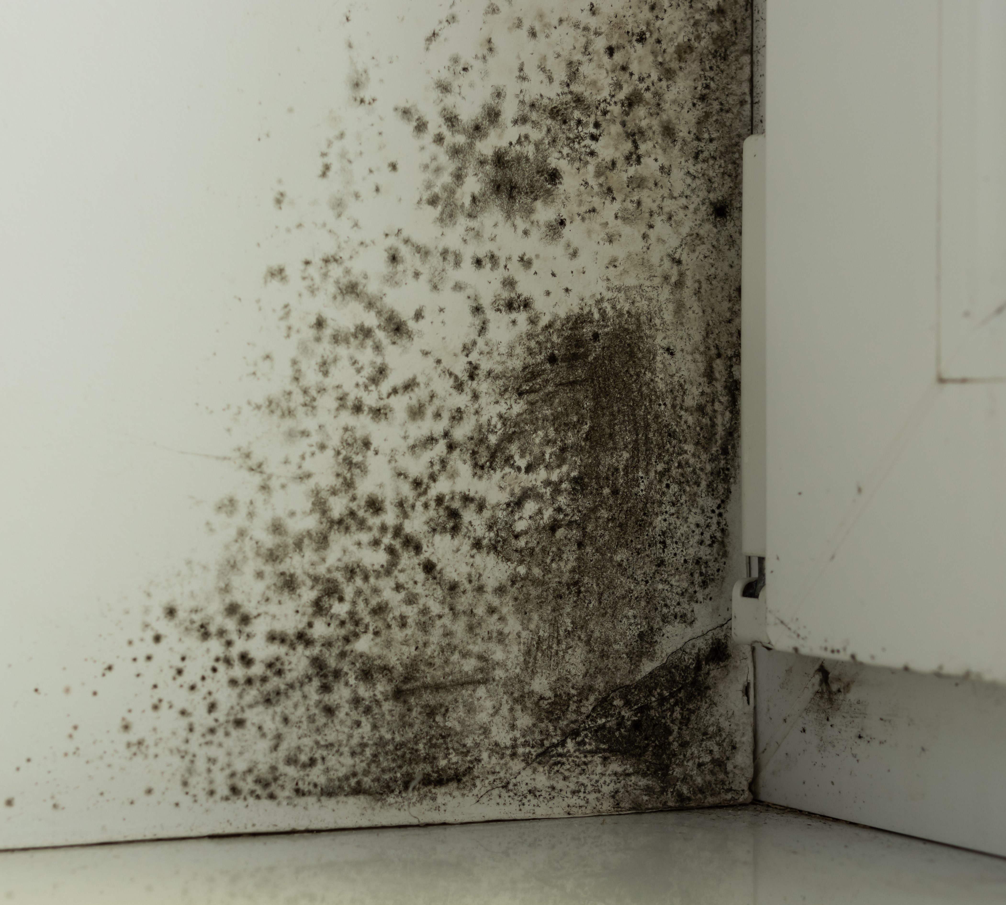 Frequently asked questions about mold-related illness