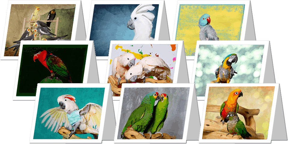 2011 Flock Photos Greeting Cards