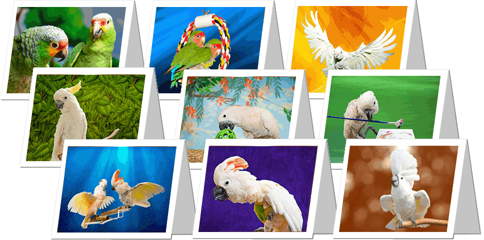 Greeting Cards: 2014 Flock Photos