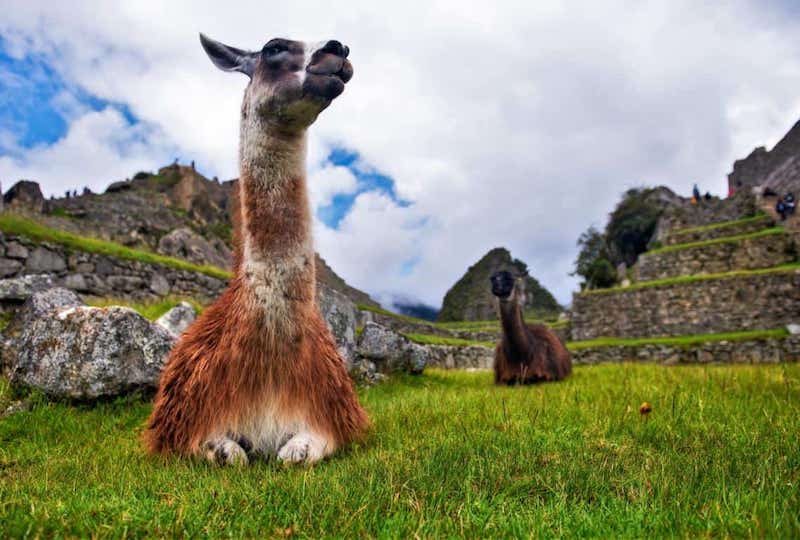 Machu Picchu Animals
