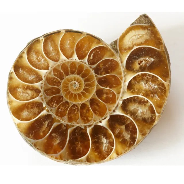 Ammonite