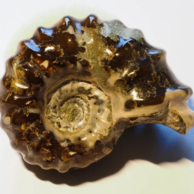 Ammonite