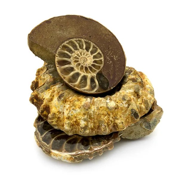 Ammonite
