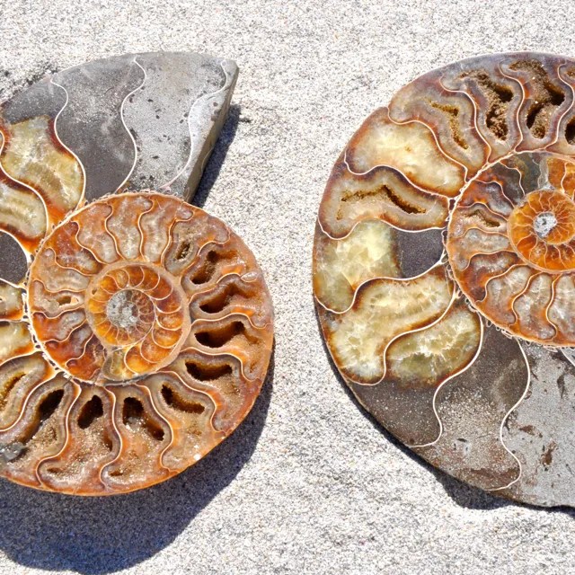 Ammonite
