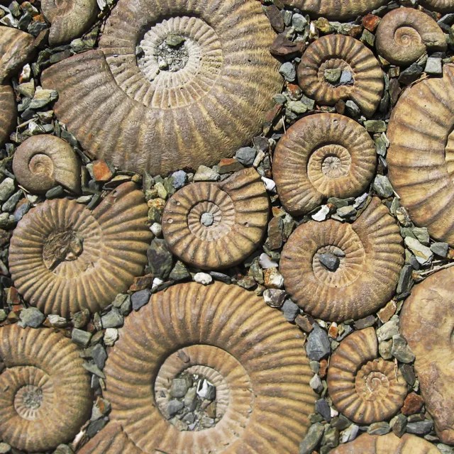Ammonite