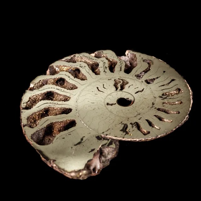 Ammonite