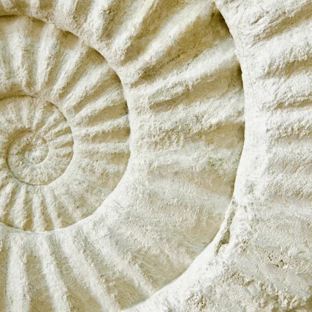 Ammonite