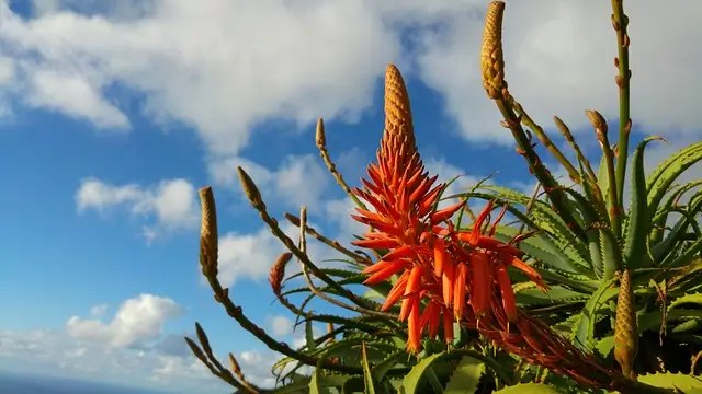 Flore de Madère