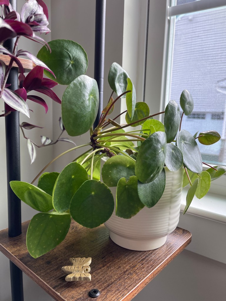 Pilea in a white pot