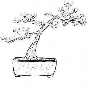 Bonsai tree coloring page from bonsai category. The Bonsai Coloring Book Background Details And More