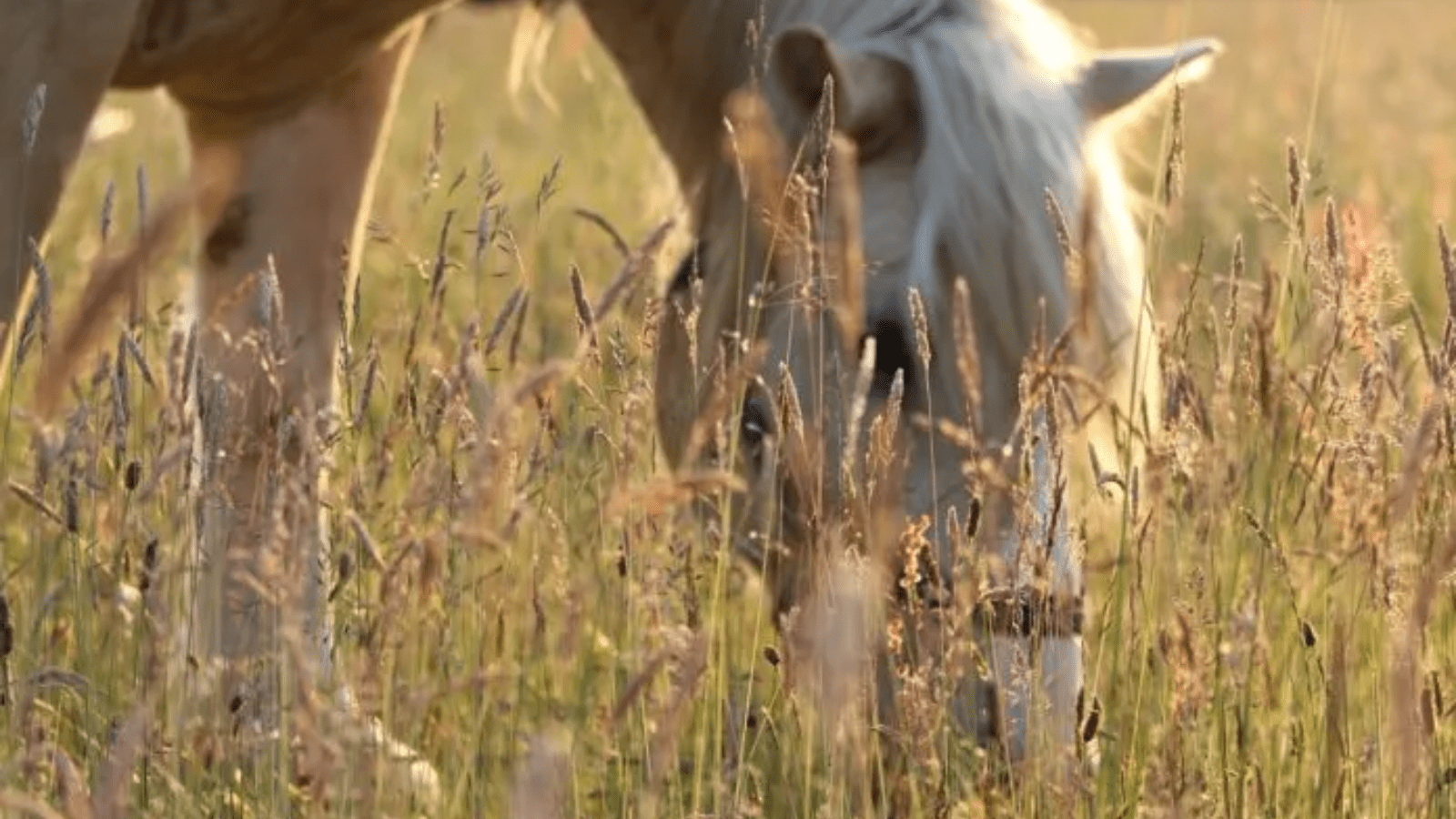 Herbs in the fight against internal parasites
