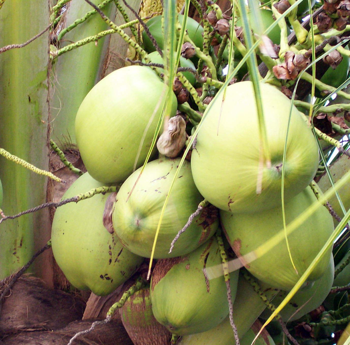 herbal balm ingredients