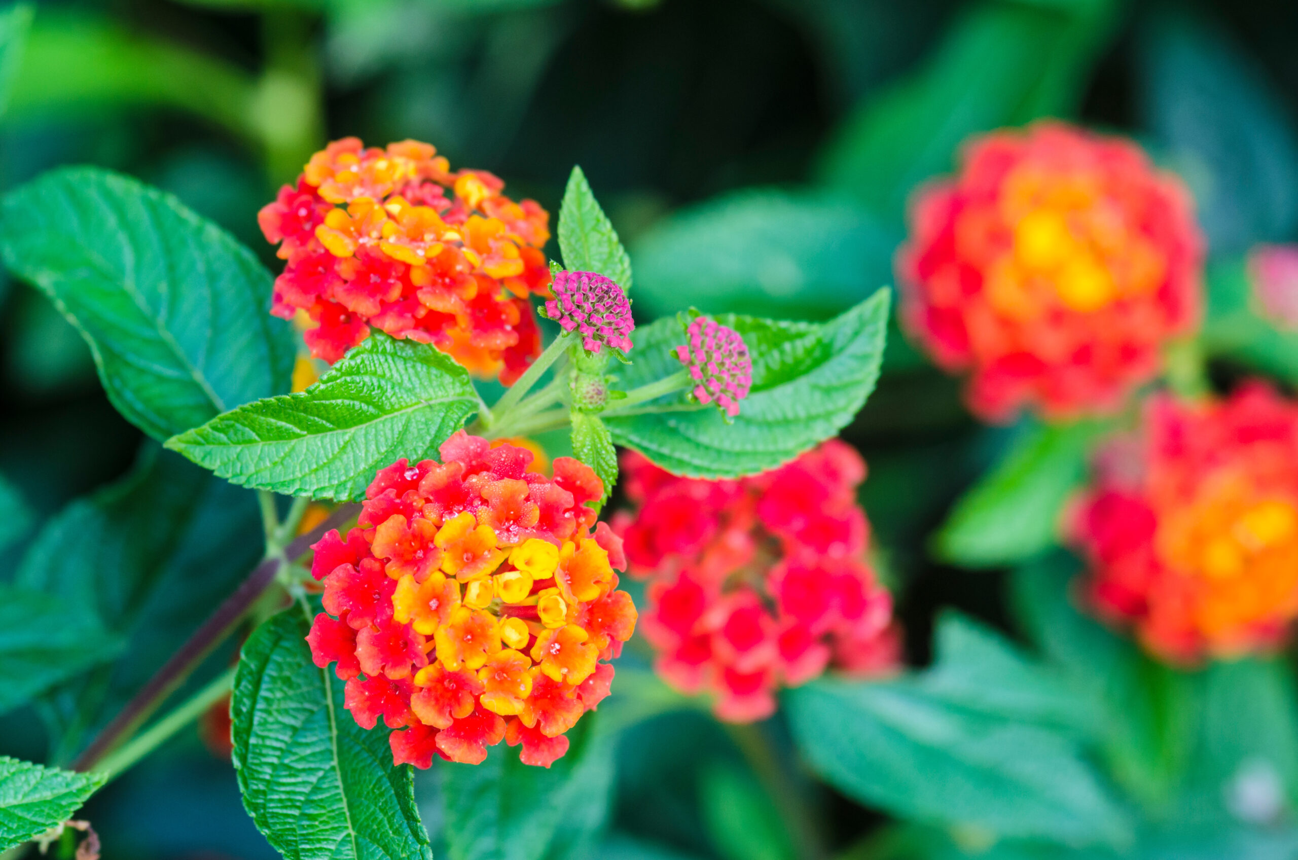 Developing Self-Control as a Fruit of the Spirit