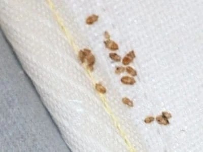 Two weeks since first discovery of what i hope is a contained infestation. How To Know If You Have Bed Bugs 7 Early Signs To Look For