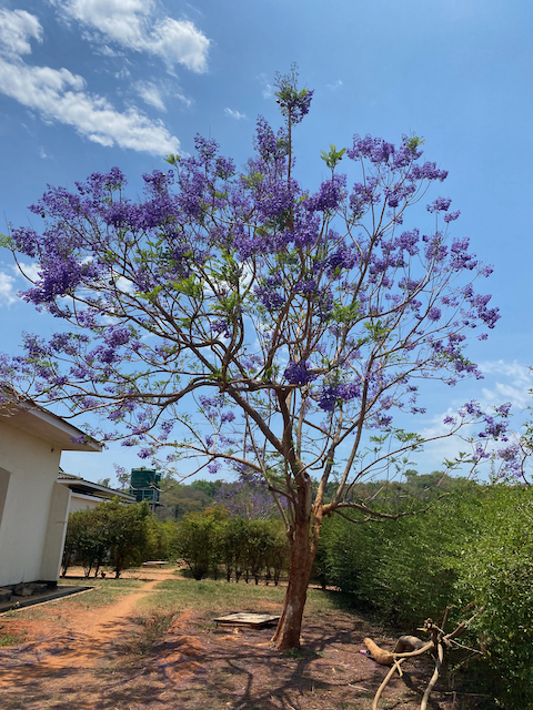 Beautiful tree