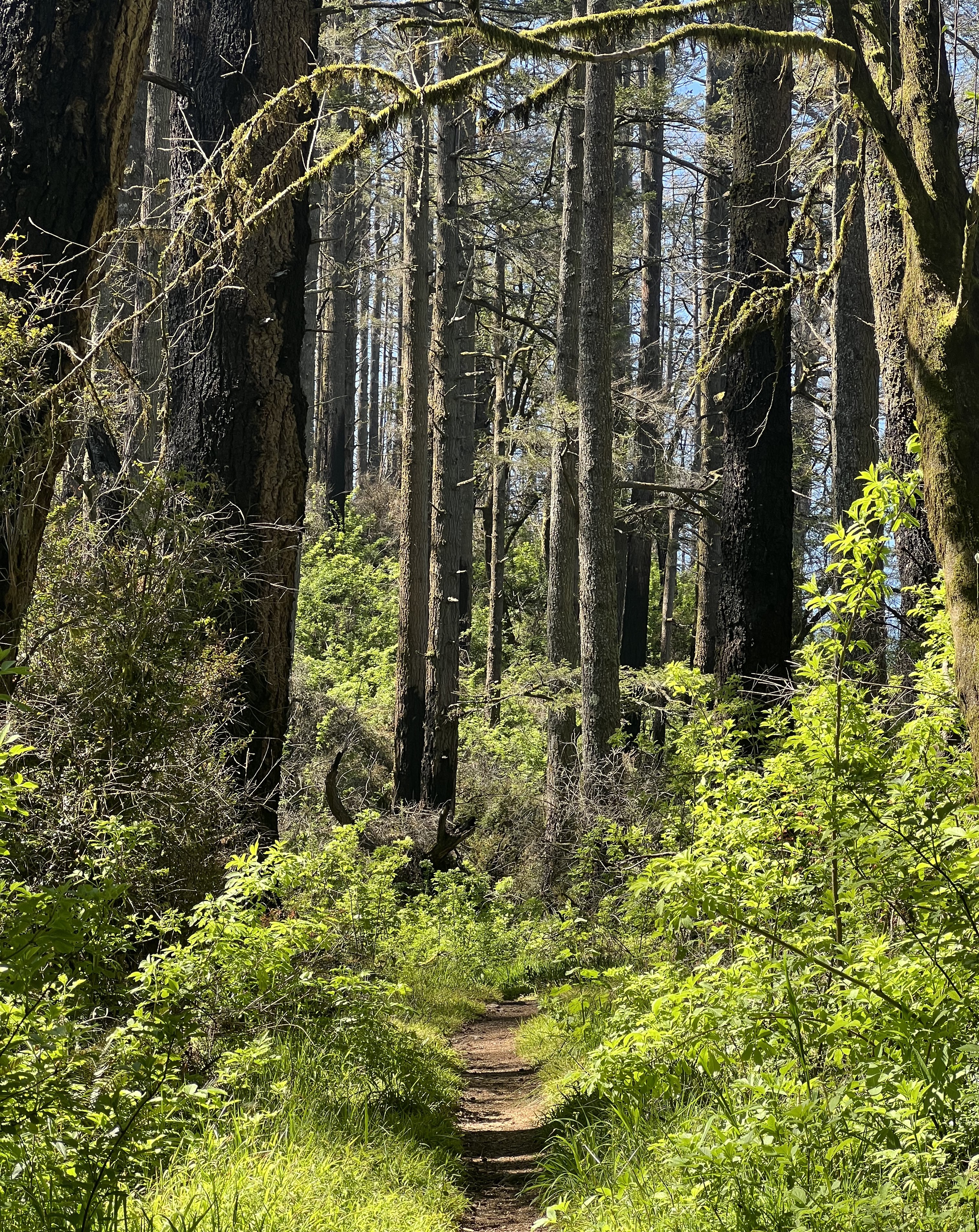 Seeing the remnants of the Point Reyes National Seashore's Woodward Fire encapsulates nature's resilience. (Photo by Emily Willingham)