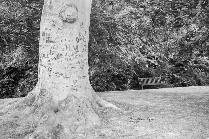 A Tree Named Steve