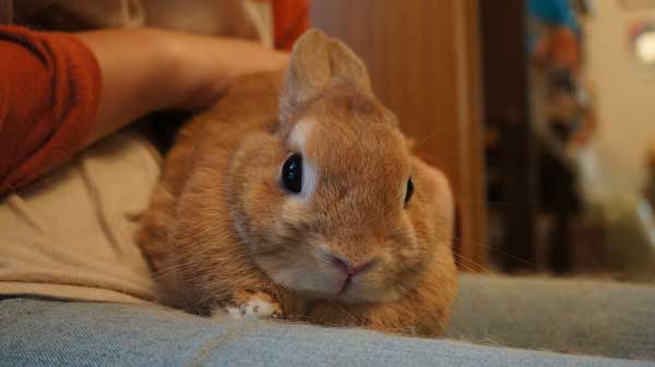 Cómo adiestrar un conejo