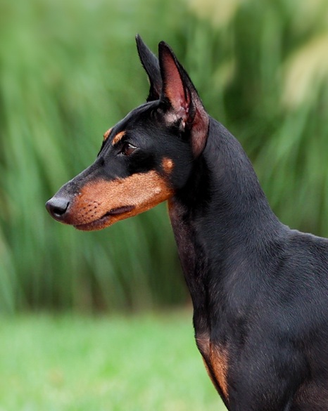 Maximal Toy Manchester Terriers Maximal Females