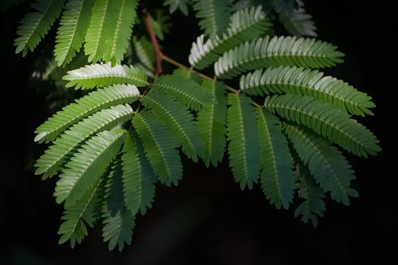 Anti Aging With Mimosa Hostilis