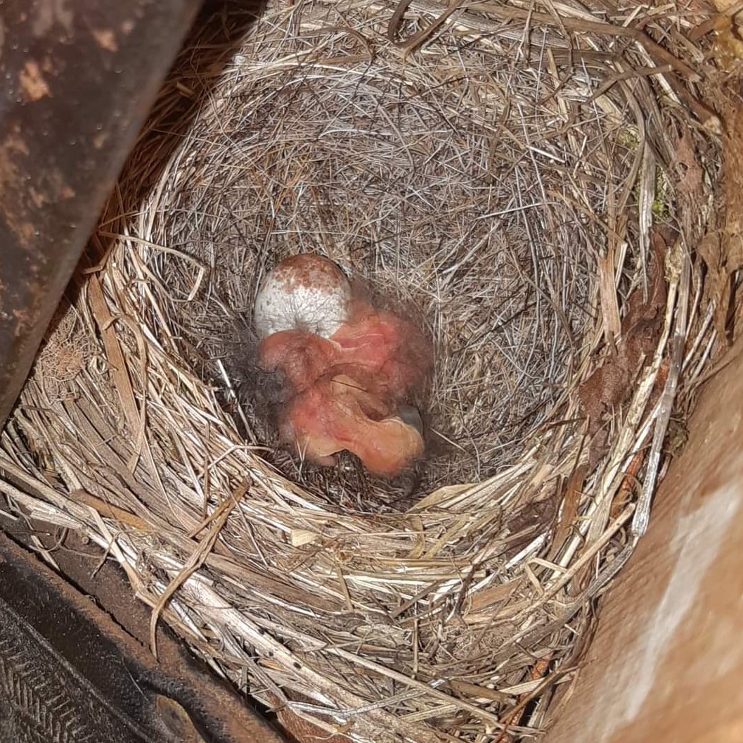 Baby juncos4