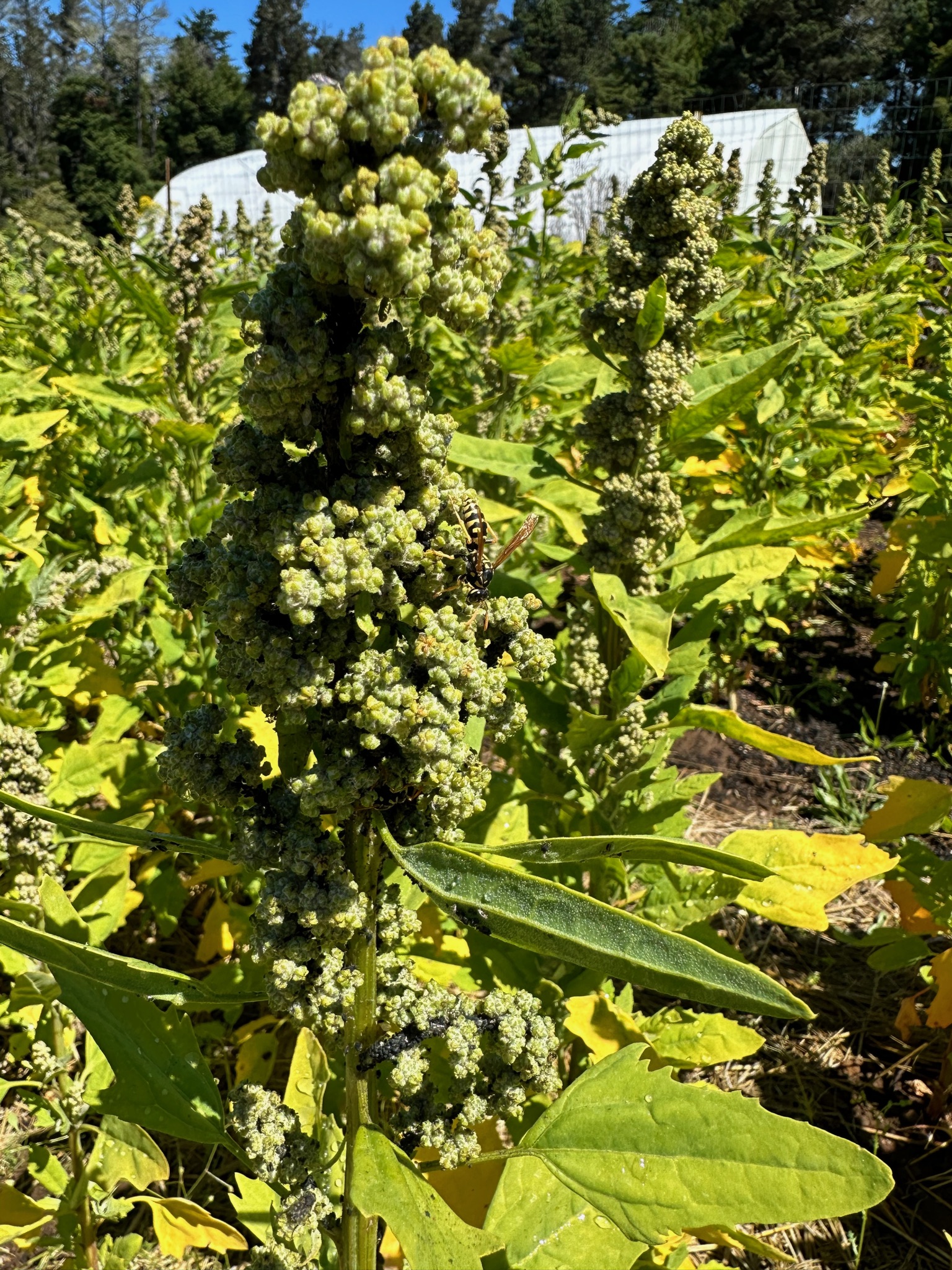 Healthy looking quinoa!