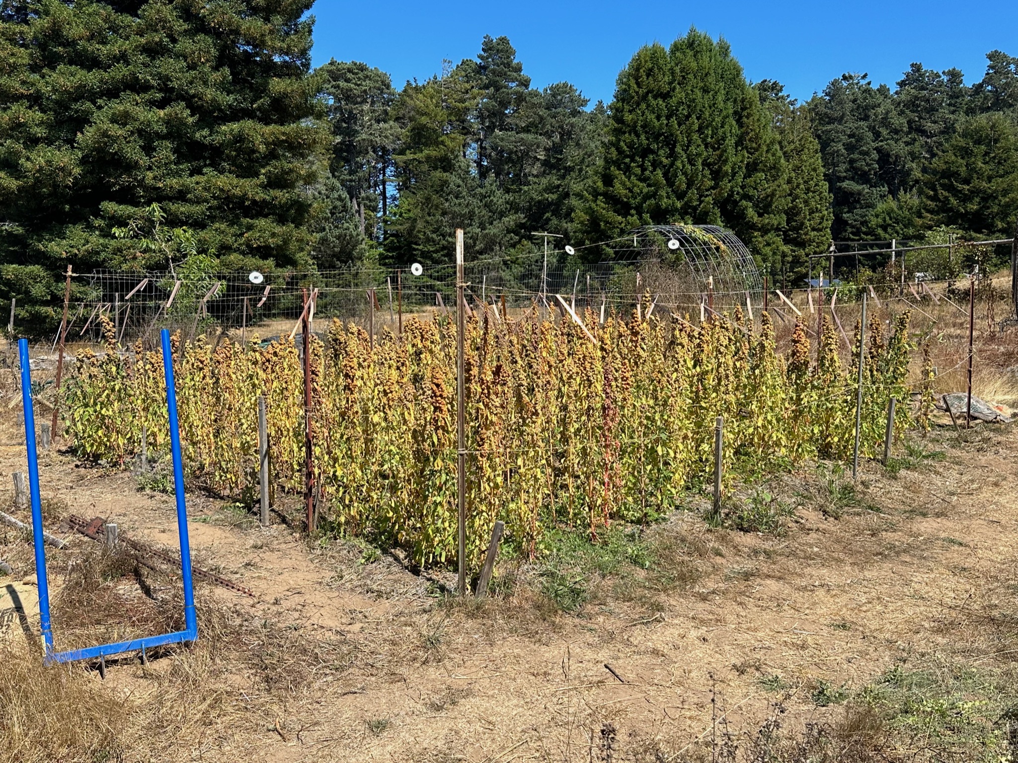Quinoa ready for harvest!
